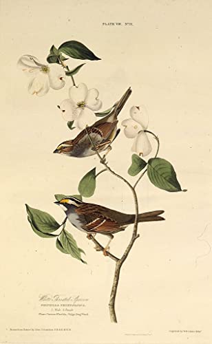 Tableau le moineau à gorge blanche John Audubon 60x90cm