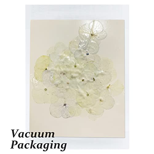 60 Flores Secas de Hortensia Blanca para Manualidades miniatura 3