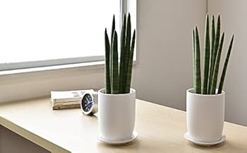 Amazon｜観葉植物 本物 サンセベリア・スタッキー マットホワイト