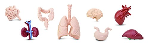 Safari 689304-Snl, Ltd. Human Organs Toob - Quality Construction From Safe And Bpa Free Materials Toy, Multicolor #TOP1
