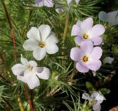 California Mountain Phlox perenne SeedsLinanthusFragrant
