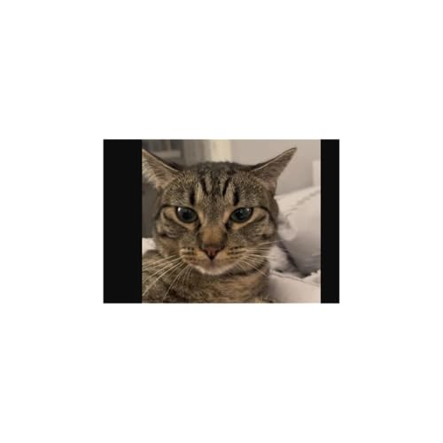 France forced to Verify the Citizenship of every Cat