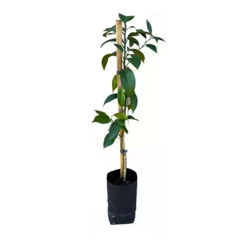 AMK Jardinagem e Paisagismo, Muda de Tangerina Murcote 50 a 80cm AMK - Plantas Online