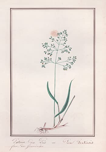 Paturin des Pres / Poa Pratensis - Wiesen-Rispengras / Botanik botany / Blume flower / Pflanze plant