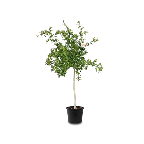 Tropictrees Granatapfelbaum Winterhart - Punica Granatum mit 160 cm Hochstamm - Echter Granatapfelbaum für drinnen und draußen - Gartenpflanzen Winterhart im Topf