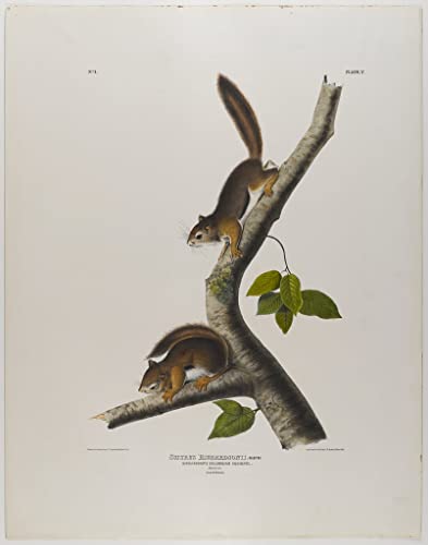 Peinture sur toile Écureuil colombien Audubon SERENDIPITP 60x90cm decoration