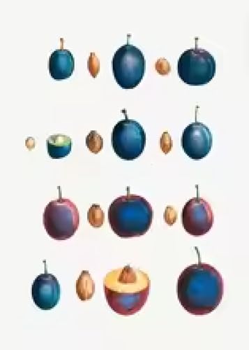 Toile prunes fruits pour embellir un mur de cuisine vide tableau deco sans cadre 21x30 cm