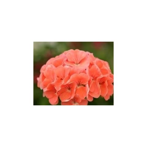 Just Seed Geranium Sprint Salmon F2-10 Seeds Cover