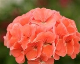 Just Seed - Flower - Geranium - Sprint Salmon F2-10 Seed
