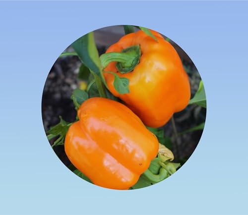 15 graines de poivron orange rewia -.pepper sweet -Poivron doux - Sweet Bell Pepper