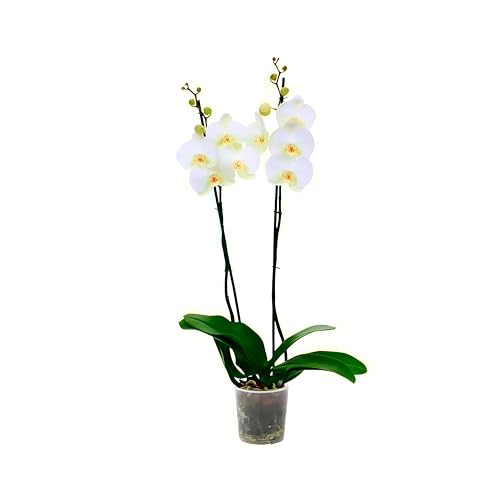 Phalaenopsis Blanca 2 Tallos 70cm Maceta 12cm