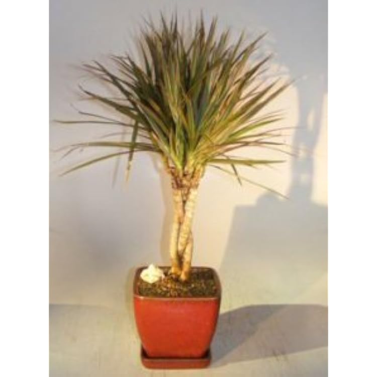 e3214 Dracena Marginata Bonsai Tree - Braided Trunk Dominican Republic |  Ubuy