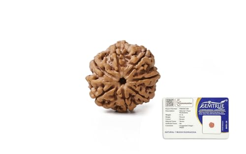 Image of Gemsmantra 7 Mukhi Rudraksha Bead Without Silver Pendant | Regular Size |Original Nepali | Natural and Lab Certified | Represents Goddess Lakshmi, Enhances Wealth, Prosperity & Success For Men & Women