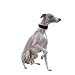 Ferplast Hundehalsband ERGOCOMFORT, Windhundhalsband, weiche Polsterung, Blau