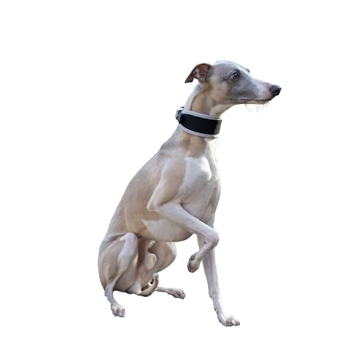 Ferplast Hundehalsband ERGOCOMFORT, Windhundhalsband, weiche Polsterung, Rot