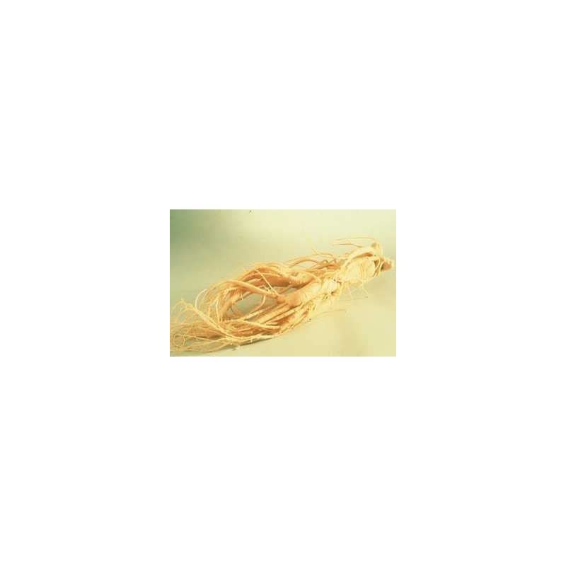 GELULES GINSENG ROUGE panax meyer 360 mg 1000 GELULES