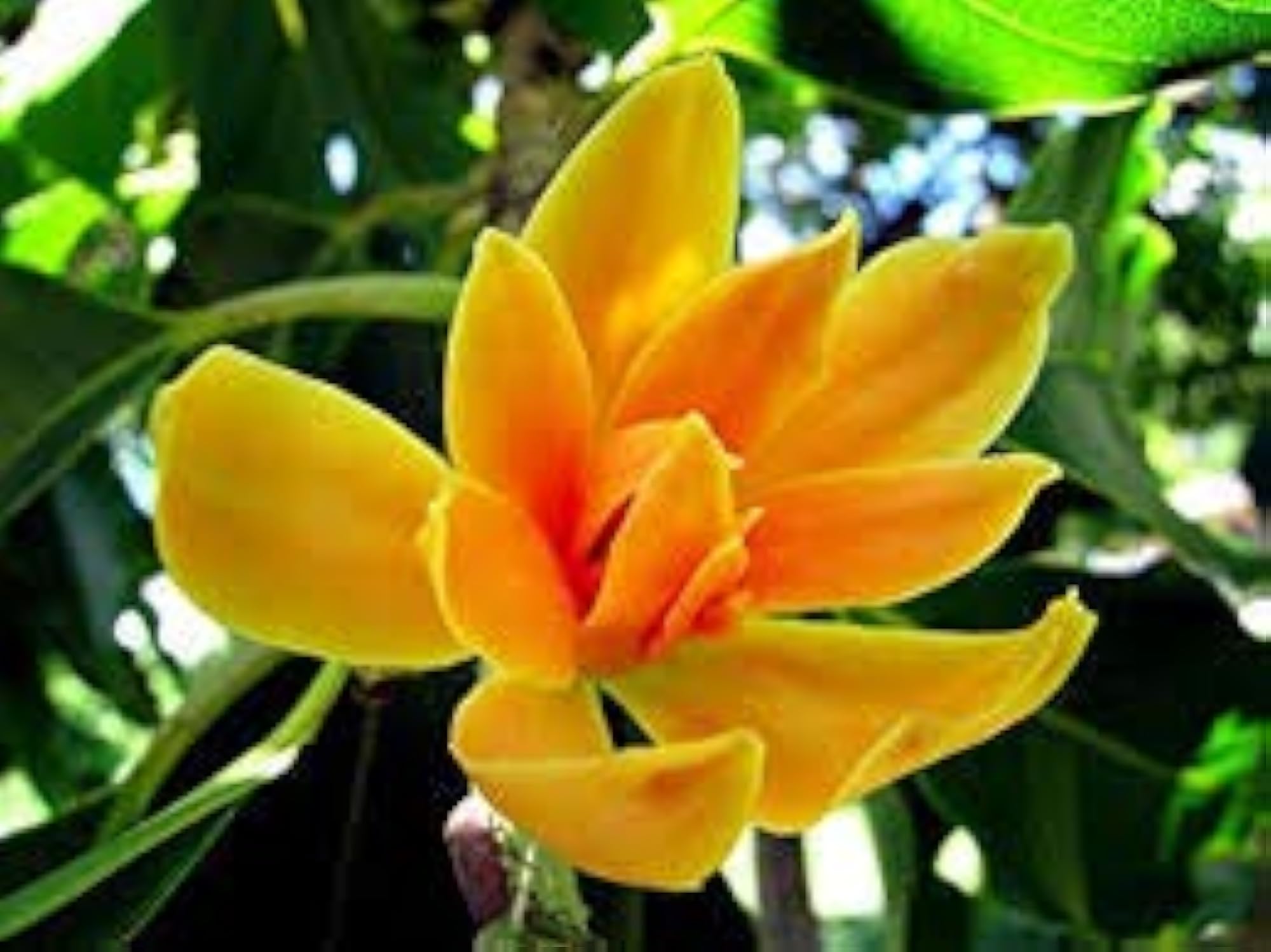 Champa Flower Powder, Natural Herbal Supplement