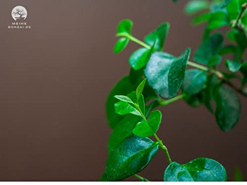 Bonsai Ligustrum ca. 8 Jahre - Image 5