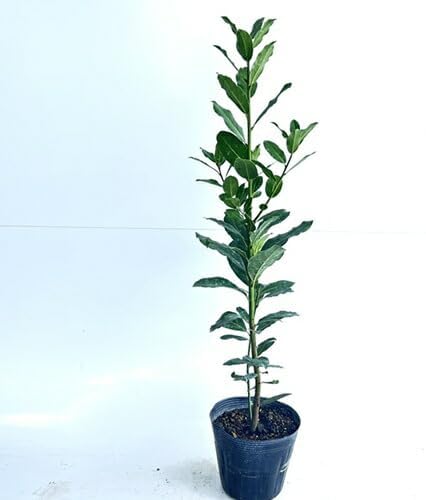 バーセリア&三角葉アカシア100cm鉢植苗木 シルバーリーフミモザ