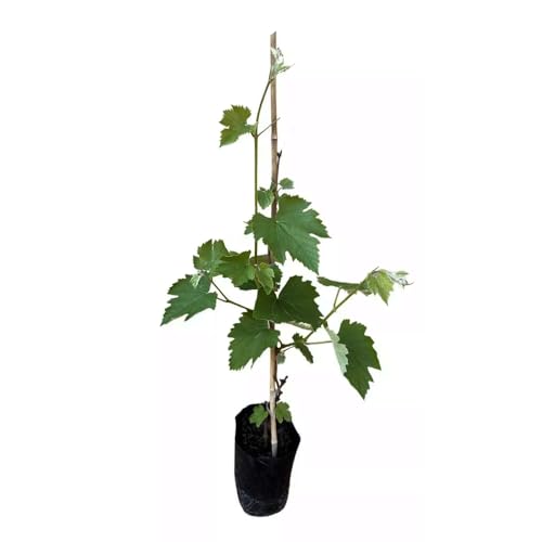 Genérico, Muda de Uva Branca 50 a 80cm AMK - Plantas Online