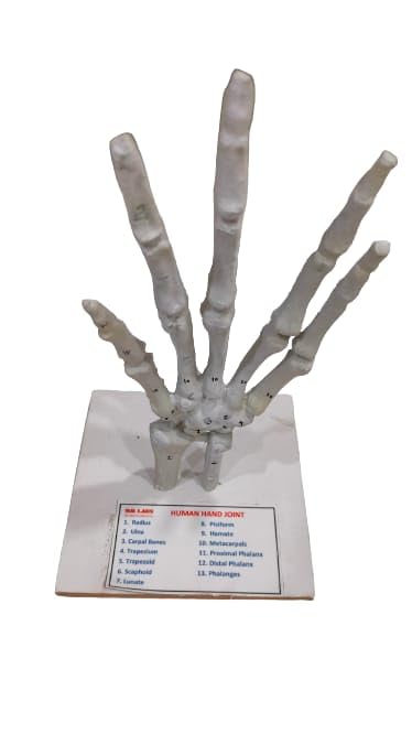 Human Hand Joint Model Brand OM Labs-picture-17