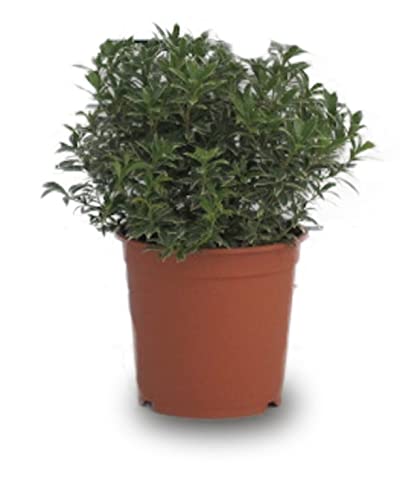 Verdecora Andrómeda | Pieris | Andromeda Japonesa | Planta arbusto natural de exterior (Maceta 10L)