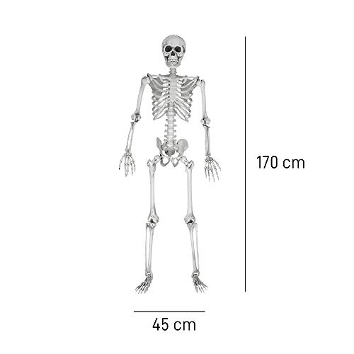 Esqueleto de tamaño Real MIKAMAX 170 cm para resolver dudas de anatomía 5