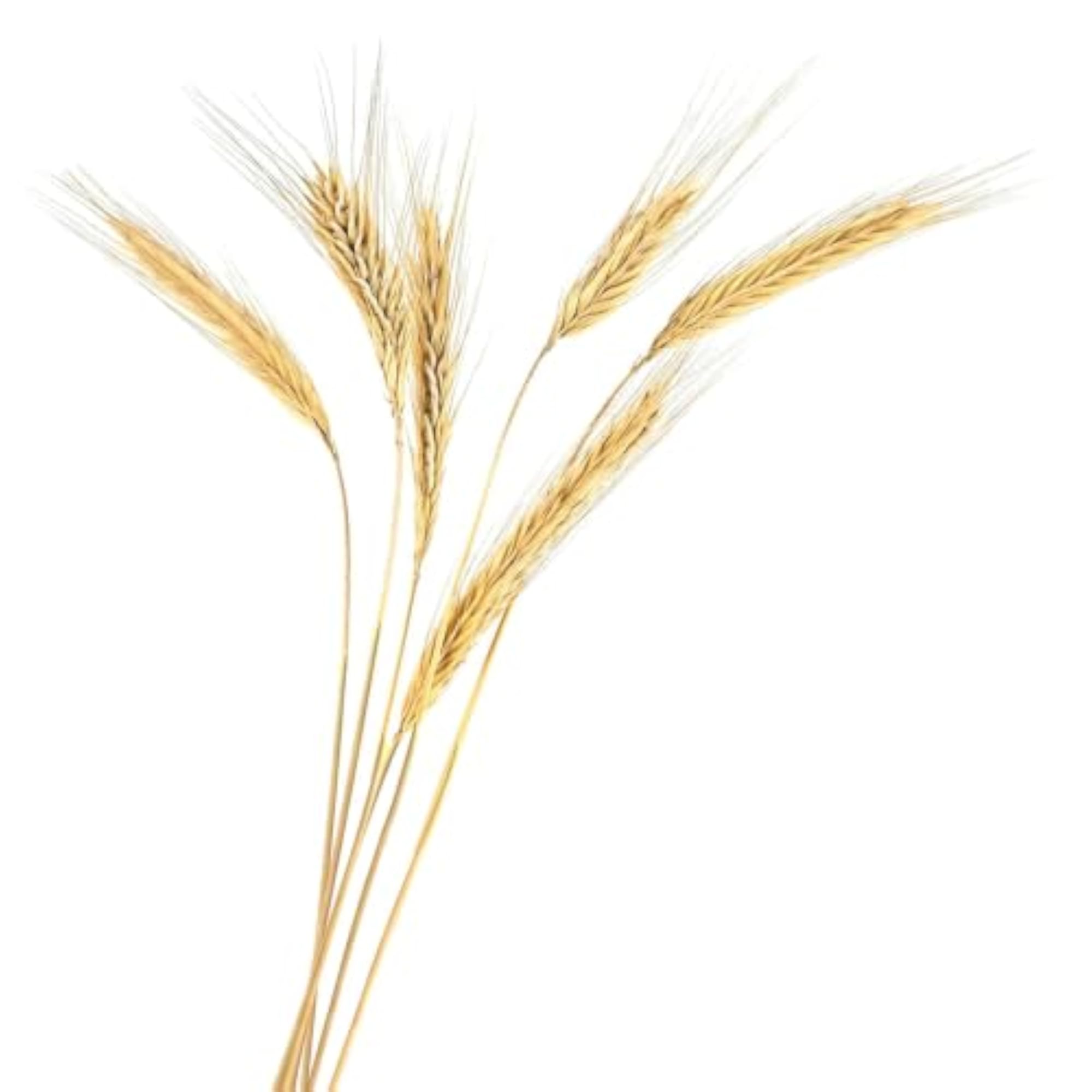 Dried Wheat Grass for Home Decoration, 6 Pcs