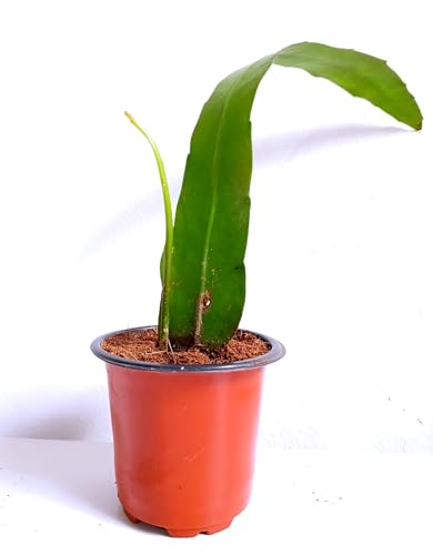 Image of Hidden Enterprise Orginal 1 Halthy Beautiful Live ''White Bharma Kamal Flawer''(Night queen) Tree Plant For Wonderful Home Garden Outdoor & Indoor Flower plant without pot