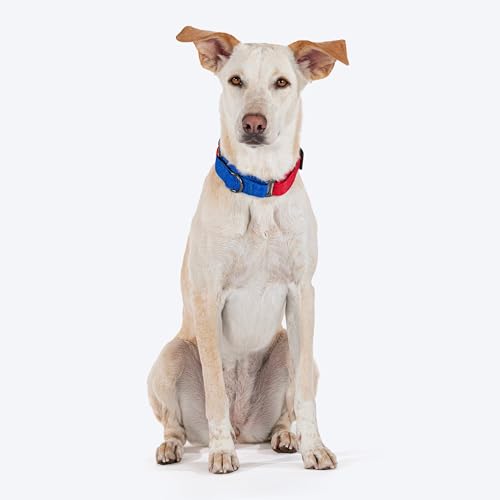 Image of HUFT Martingale Collar - Crimson Red & Cobalt Blue (S) | Durable, Stylish Adjustable Dog Belt for Puppies, Small & Medium Dogs | Perfect Collar for Walking & Everyday Use
