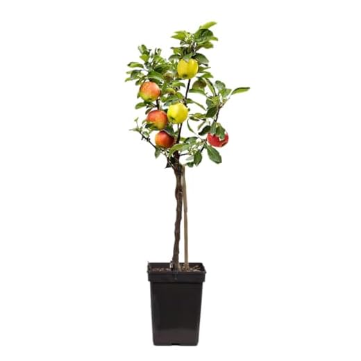 Plant in a Box - Malus Elstar, Malus Jonagored, Malus Golden Delicious - Trío de manzanos - Maceta 17cm - Altura 60-70cm