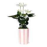 Green Circle Growers 5' White Anthurium in 5' Hollywood-Pink Pot, Live Indoor Plants, House Plant