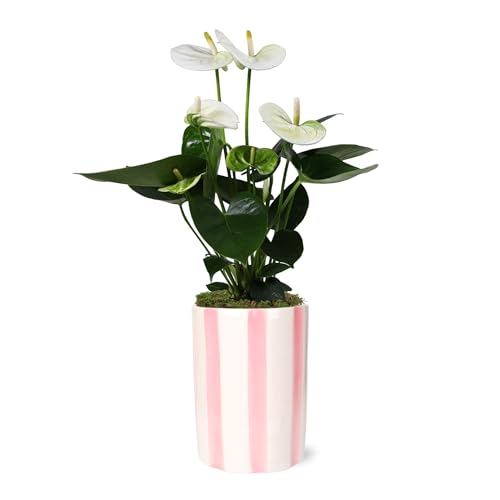 Wild Interiors White Hollywood-Pink Pot