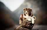 LHJOY Puzzle Adultes Puzzle 1000 Piece Chien Berger Australien