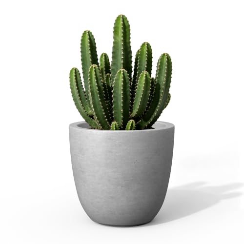 Image of Kante Small Round Bowl Pale Gray Concrete Planter 10 inch Dia, Outdoor