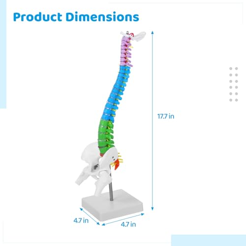 Image of Scientific Mini Colorful Spine Model, 17.7 Inches Flexible Human Spine Model with Base, Anatomy Education Spine Model, Vertebral Column Model with Spinal Nerves Pelvis Femur for Teaching Demonstrating