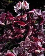 Premier Seeds DirectSweet Pea - Spencer - Wiltshire Ripple - 50 Finest Seeds