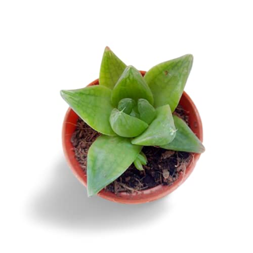 OhhSome Succulent Plant Haworthia Cymbiformis (Cathedral Window Haworthia) Table Plants Indoor|Outdoor For Home & Garden (Healthy Live Plant) (B09K4J6J6V) Amazon Price History, Amazon Price Tracker
