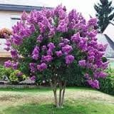 4 Pack - Purple Flowering Ornamental Crape Myrtle Trees - Grown in Quart Containers