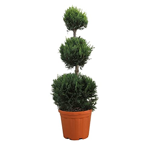 KENTIS - Cupressocyparis Leylandii - Cyprès 3 Boules - Vraies Plantes d'Extérieur Persistantes Résistantes - H 90-110 cm Pot Ø 24 cm