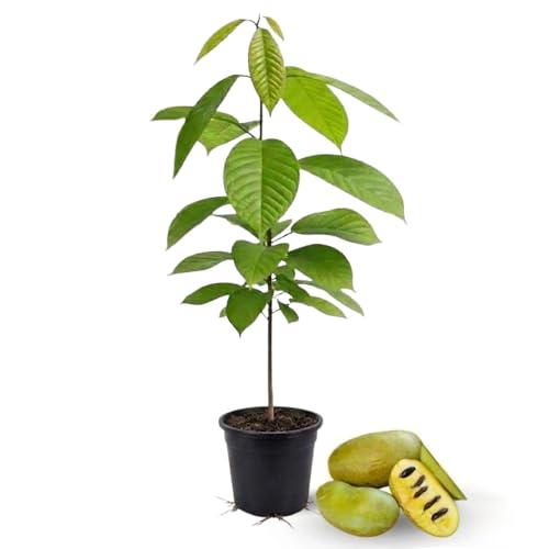 Pawpaw Tree Live Plant 12-18 Inch Tall in Quart Pot Cold-Hardy North American Fruit Tree Well-Rooted Plants for Garden