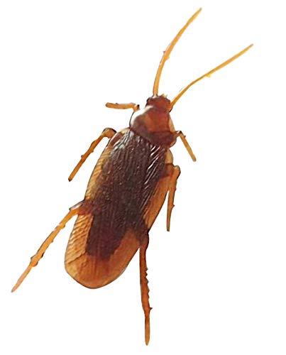 RVM Toys 1 Pc of Fake Cockroach Practical Jokes and Prank Trick Toys Multi Color