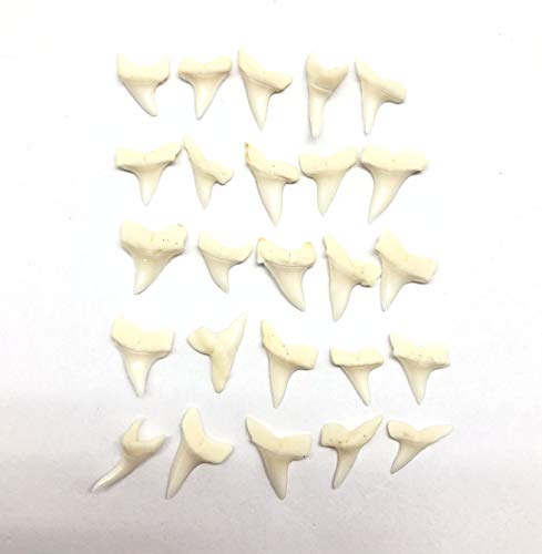 PEPPERLONELY 25 PC Mako Shark Teeth for Making Shark Teeth Necklace, Beach Crafts Coastal Décor, 3/8 Inch ~ 1/2 Inch