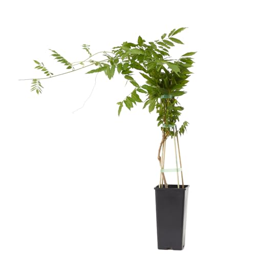 Verdecora Wisteria en maceta de 2 litros | Glicinia | Planta Trepadora Natural de Exterior con Flores Péndulas y Aromáticas | Ideal para Jardines, Pérgolas y Muros