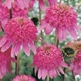 Razzmatazz Coneflower Flower Seed Pack with Planting Instructions Echinacea Seeds