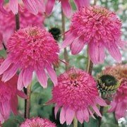 Razzmatazz Coneflower Flower Seed Pack with Planting Instructions Echinacea Seeds