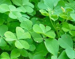Daun Semanggi - Marsilea crenata Presl Dried Leaf (600 gram)