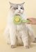 Pet Grooming Brush with Self-Cleaning Button, Mint Green