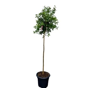 Granaatappelboom maat L 160 cm