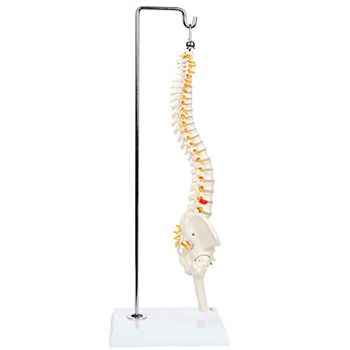 Axis Scientific 15.5" Mini Spine Model With Vertebrae,Nerves,Arteries, Lumbar Column,Male Pelvis - Human Anatomy Model For Education & Study - Includes Stand/Product Manual - Plastic Spine Model #TOP7